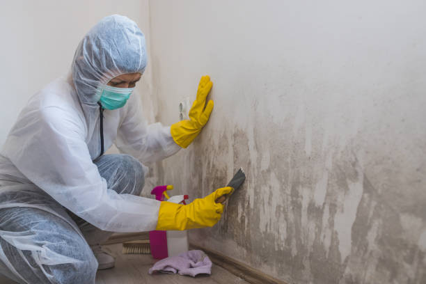 Professional Mold Remediation in Old Town, ME